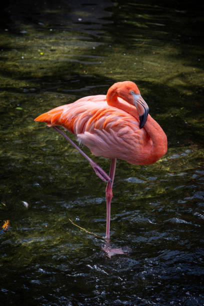 istock American flamingo (Phoenicopterus ruber) 2181112768
