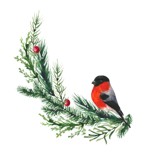 istock Watercolor Christmas green fir tree branches simicircle frame with red ball and bullfinch bird. Evergreen pine twigs. 2181114457
