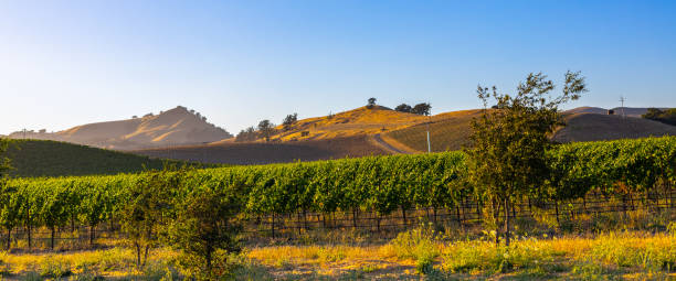 istock Radiant Sun in Wine Countryside 2181115443