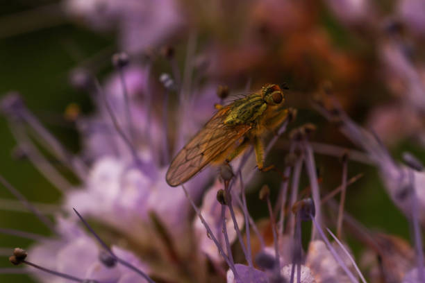 macro image of a fly on a purple flower