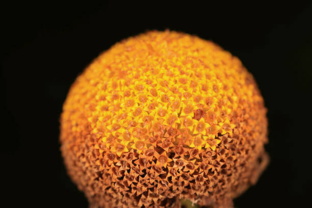 yellow flower head that looks like the sun
