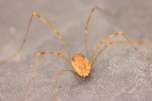 macro image of a harvestman spider
