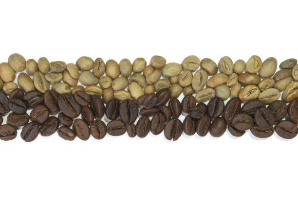 istock Roasted and Unroasted Coffee Beans in a Row 2181118924