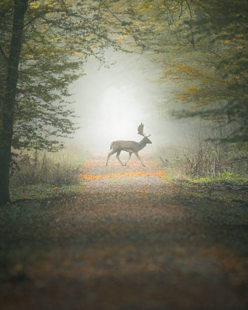istock Majestic deer walking through a misty forest path, surrounded by autumn foliage 2181119815