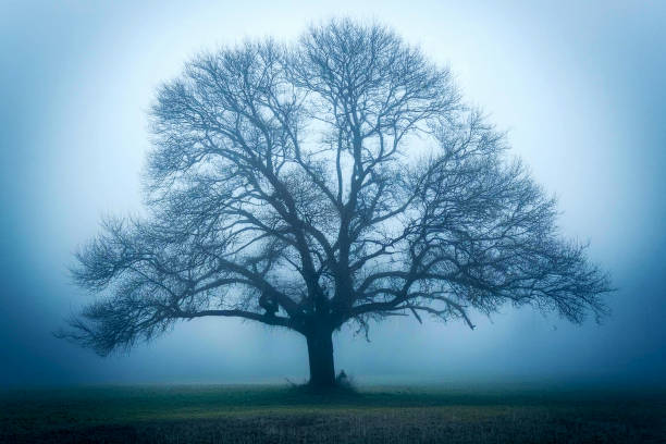 Herbstlicht, eine Eiche im Morgennebel