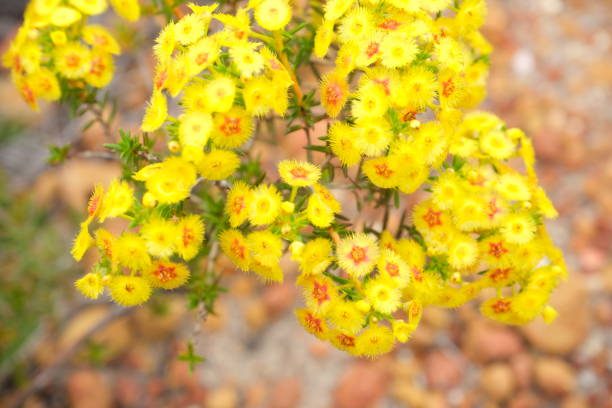 Yellow australian wildflowers