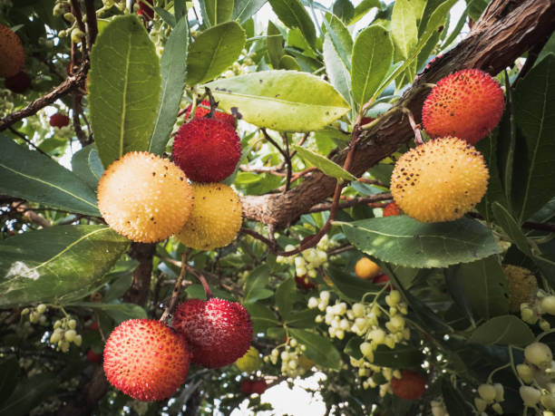 A vibrant image showcasing the fruit of the strawberry tree, commonly known as \