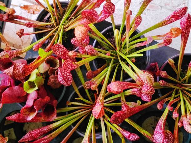 Sarracenia x Scarlet Belle