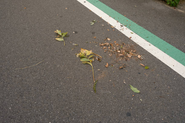 Leaf litter on the side of a road nest to a white and green line.