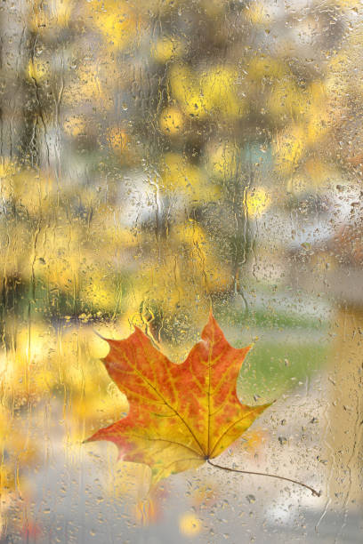 istock rainy autumn outside the window 2181125674