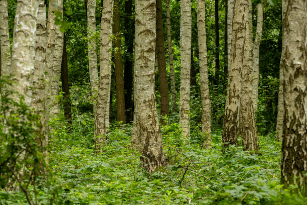 Birch forest