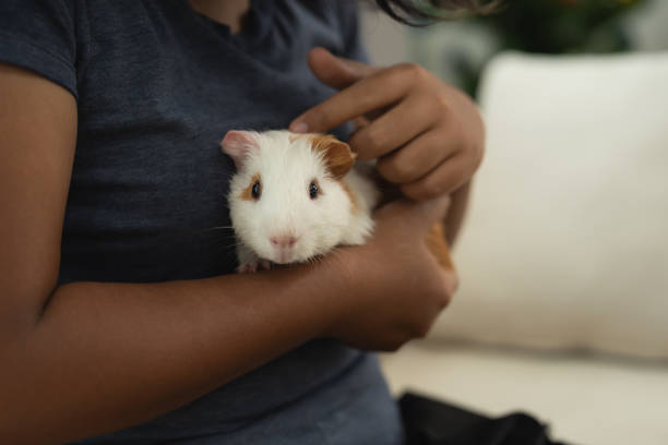 A person is holding a small white and brown guinea pig. The guinea pig is looking up at the person with its head tilted