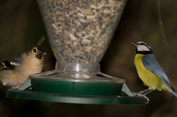 istock Common chaffinch and African blue tit in a bird feeder. 2181128063