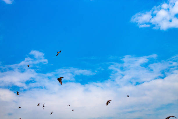 istock Birds in Flight Against a Vibrant Blue Sky 2181128753