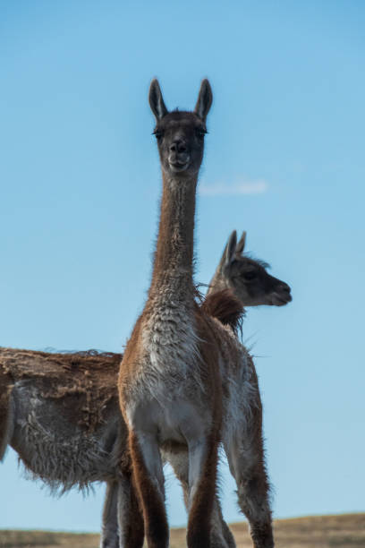 Profile portrait of a wild Guanaco, Lama guanicoe, in Torres del Paine National Park, Patagonia, Chile.