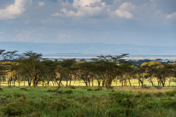 istock Lake Nakuru National Park Landscape 2181129519