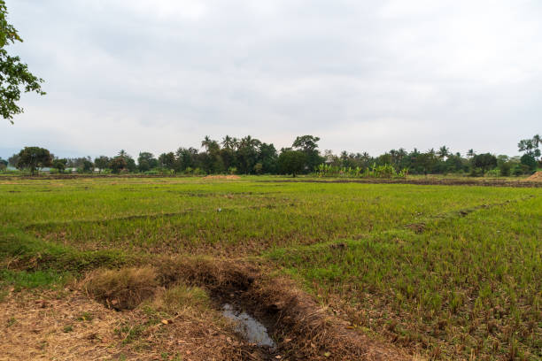 istock Rice plantation in Mto Wa Mbu 2181129524