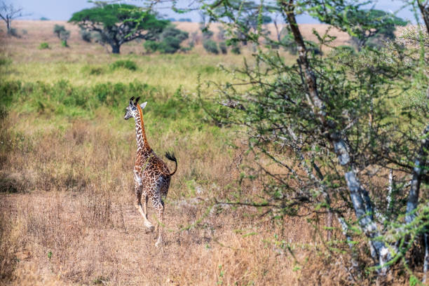 Close-up of a young Masai Giraffe - Giraffa tippelskirchi- walking across the Serengeti, Tanzania
