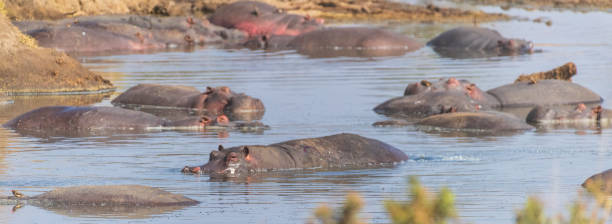 istock Hippo pool in the Serengeti 2181129577