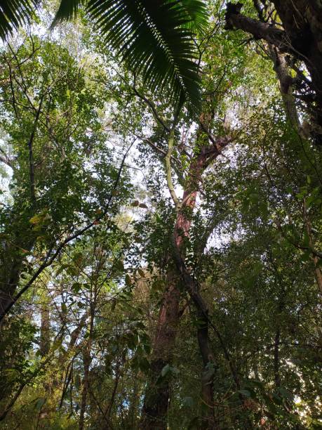istock Bottom up view of dense vegetation in the Atlantic rainforest 2181133786