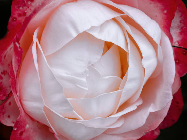 background with pink flower. Wallpaper with rose. Backdrop with copy space. picture for congratulations. garden flowers. poster for interior. picture for house. flowers close-up, macro photo