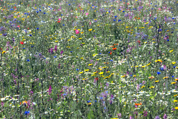 Mixed flowers in a meadow with wild flowers.