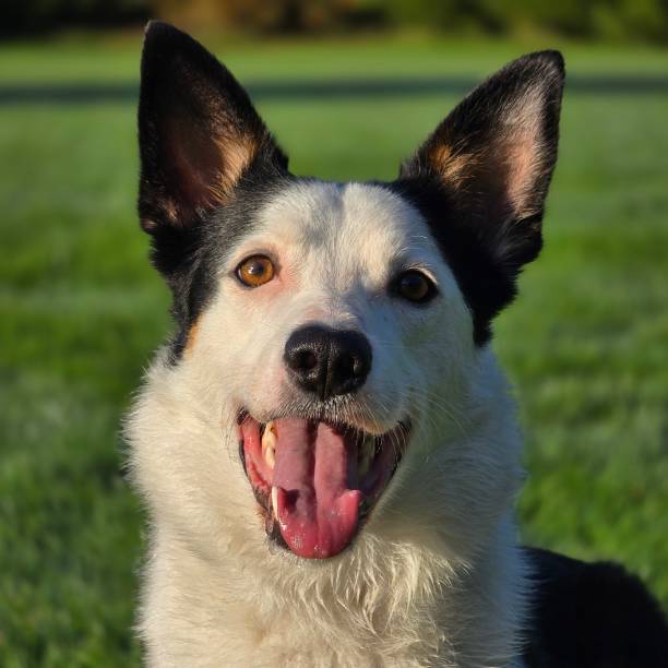 A close-up portrait of a joyful Border Collie x Kelpie mix with bright eyes and a wide, playful smile. The dog’s expressive face and alert ears capture the intelligent and energetic nature of this unique breed mix. Set against a green outdoor backdrop, this image radiates happiness and companionship, ideal for pet, animal behavior, or outdoor-themed visuals.