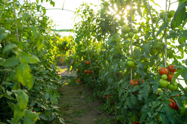 istock Tomato plants in a garden 2181135365