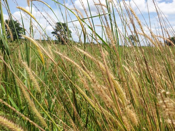istock Grass weeds in nature on a sunny day in summer 2181135688