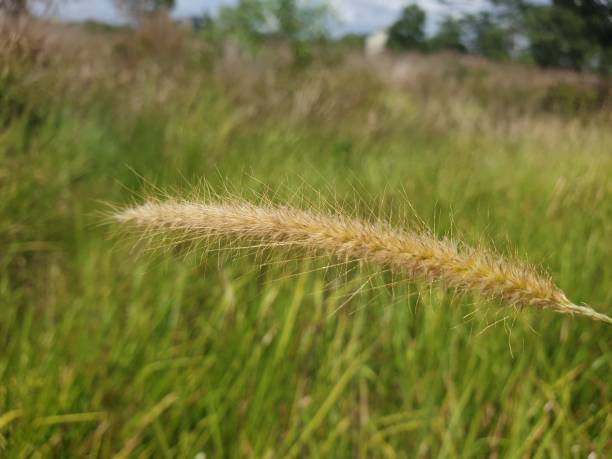istock Grass weeds in nature on a sunny day in summer 2181135696