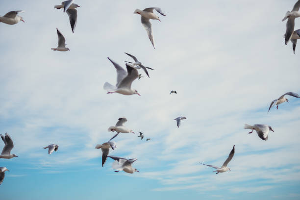 istock Seagulls in Flight Against Blue Sky Background 2181138800