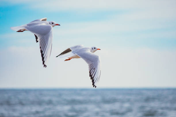 istock Seagulls in Flight Against Blue Sky Background 2181138823