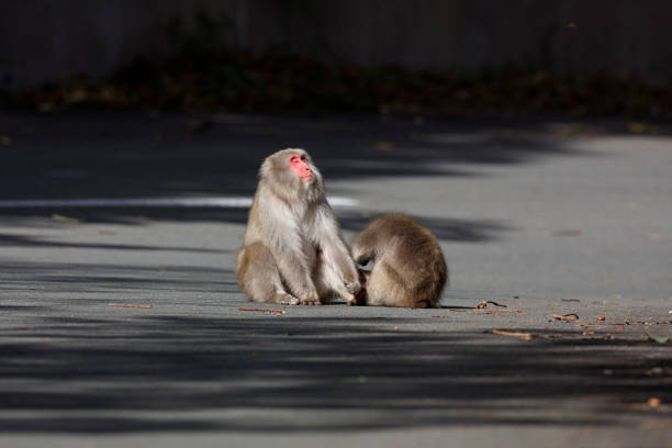 A couple of Japanese macaques grooming each other on the street stock photo