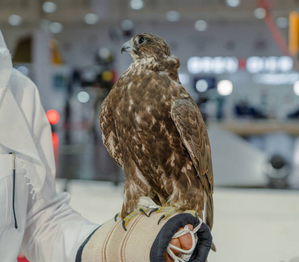 istock A majestic falcon captured in a striking pose, showcasing its sharp, focused eyes. 2181140950
