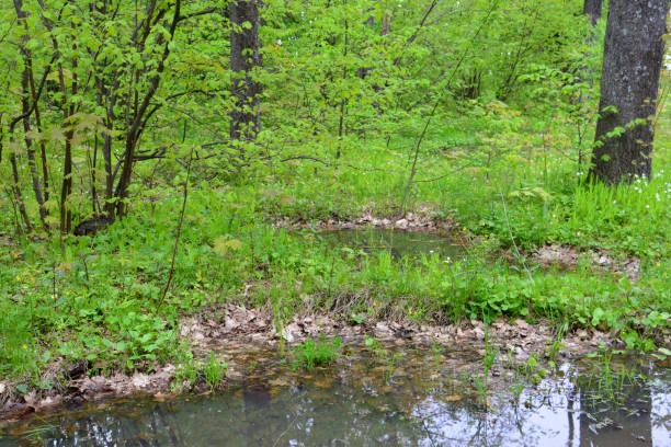 istock a forest with a pond and a tree in the background 2181141048