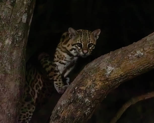Geoffroy's cat stalking toward viewer  on white background.