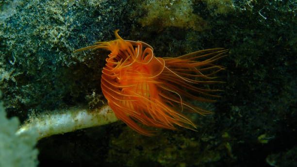istock Polychaeta Smooth tubeworm or red-spotted horseshoe (Protula tubularia) undersea 2181142684