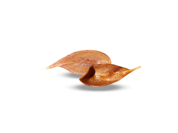 Marsdenia or Marsdenija dried seeds on white background