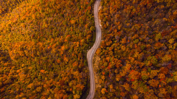 istock Winding Road Through Vibrant Autumn Forest Landscape 2181147974