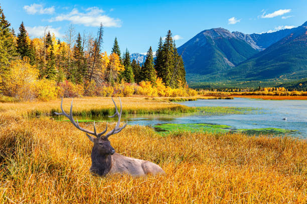 istock Red deer with branched antlers 2181150569
