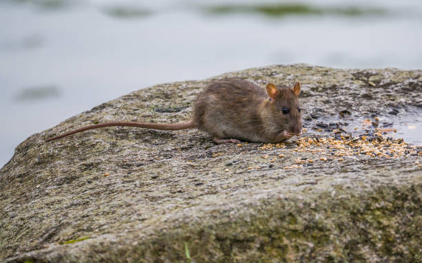 istock A rat eating the grains on the stones 2181155035