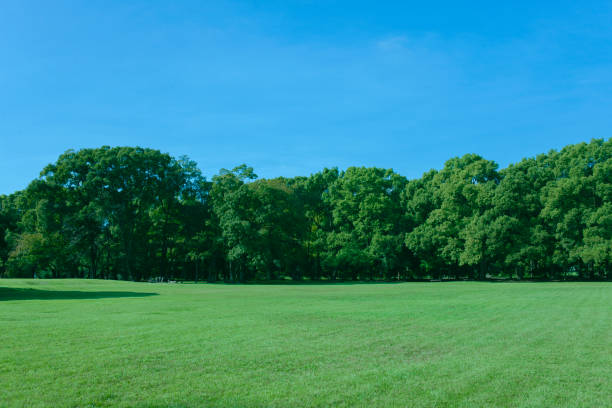 istock Green Garden 2181155465