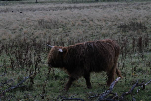 Highland Cattle - Cows stood on a grassy bankside on an overcast Autumn Fall day in October within the United Kingdom Highlands of Scotland stock photo