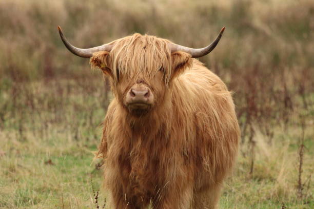 Close up of highland cow in field