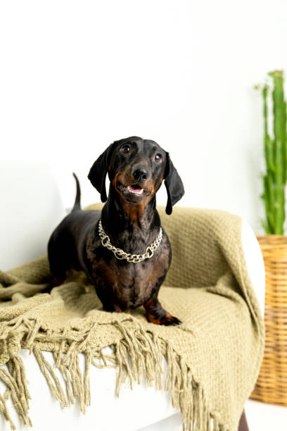 istock Dachshund Dog Relaxing on Cozy Beige Blanket 2181162680