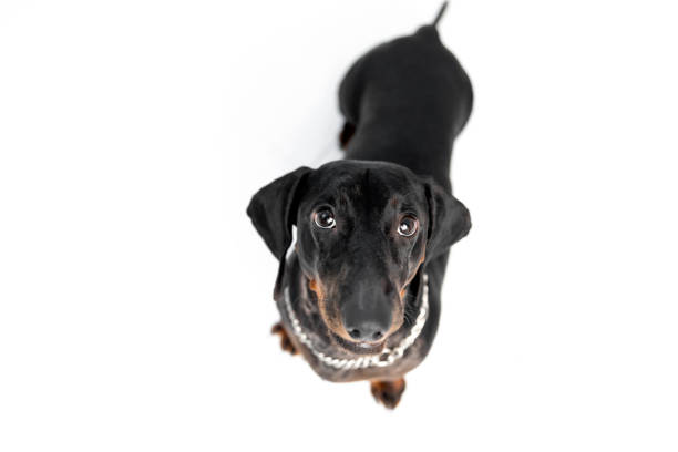 istock Dachshund Dog Looking Up. Dog isolated on white 2181162696