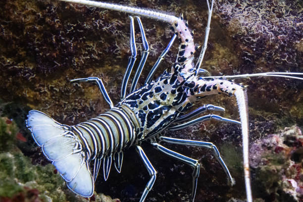 Panulirus versicolor is a species of spiny lobster that lives in tropical reefs. Other names include painted or common rock or bamboo lobster, blue lobster, and blue spiny lobster.