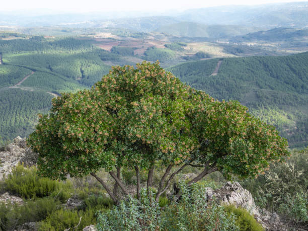 Lonely strawberry tree in the Sierra de Francia