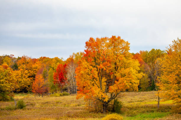 istock Wisconsin colorful forest in October 2181166772