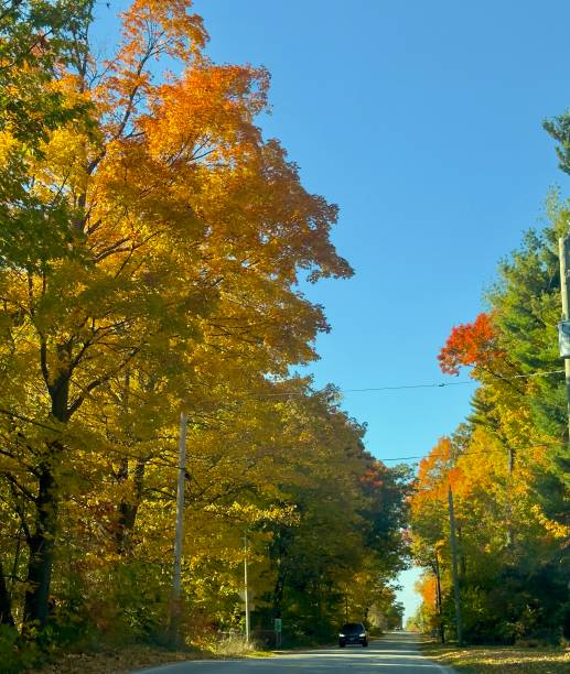 istock Country Road in Autumn 2181167925